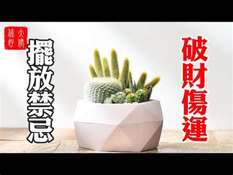 仙人掌放家裡|仙人掌的風水擺放禁忌